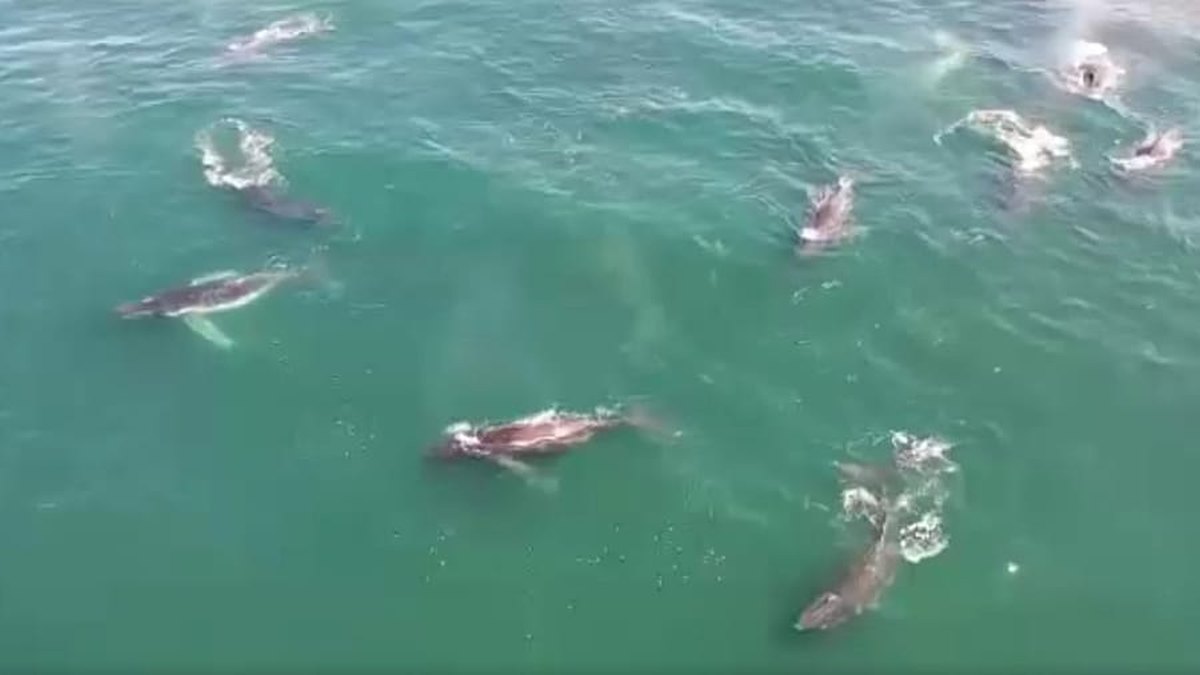 Tirada Nijaarrada Humpback ee Koonfur Afrika oo Kordhaya iyo Kooxo Waaweyn oo Soo Baxaya