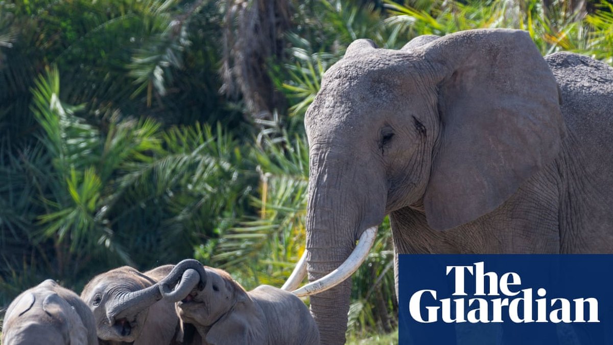 15 Maroodi Oo Ku Dhintay Deegaanka Amboseli Baadhitaan Ka Socda