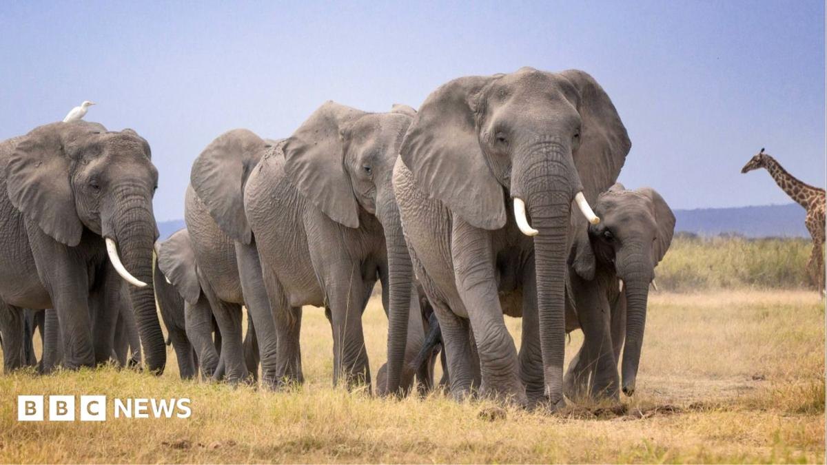 Baaritaan degdeg ah oo la bilaabay kadib dhimashadii 14 faras-aad oo ku dhintay koonfurta Kenya