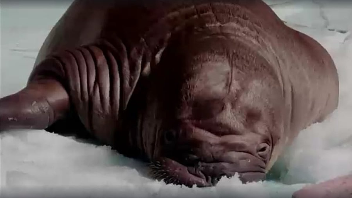 Kaya, diir walrus ah, oo ku dhalatay Abu Dhabi taariikh loo sameeyay