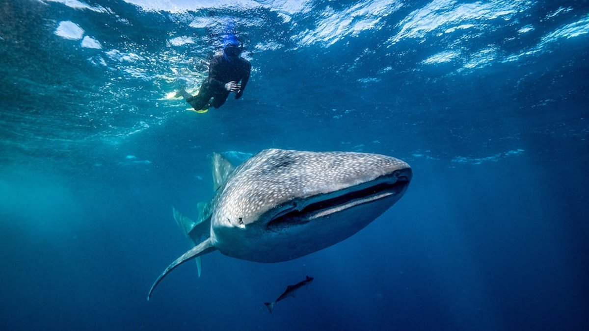Kamishkaasha badda ee 'Whale Sharks' waa 'snackers' ku dhaqan, muuqaalada laga qaaday dhinaca badda ayaa muujinaya