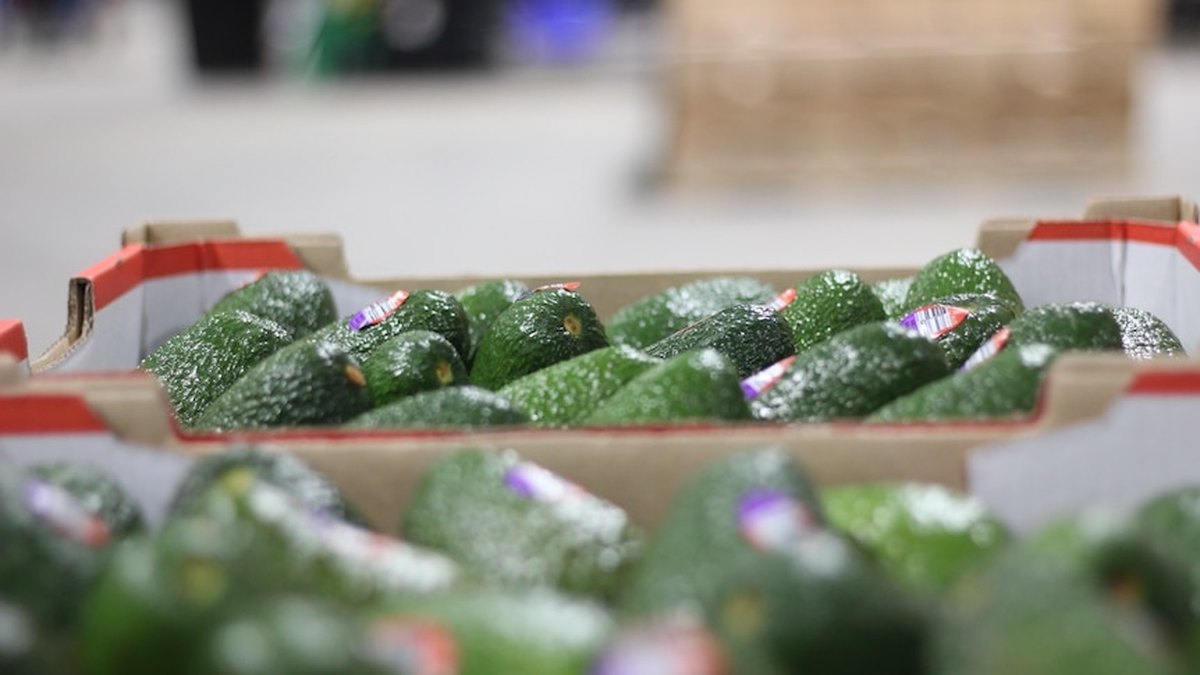 Mashruuc $20 Milyan oo Robot ah oo Ku Dhufanaya Shaqaalaha Avocado-ga Waqooyiga Australia