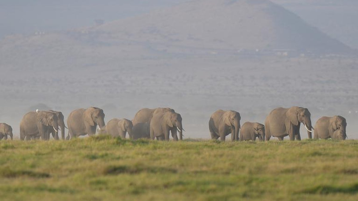 15 Maroodi Oo Ku Dhintay Beerta Qaranka ee Amboseli Way Khatarahan Caydiin Sunto Ah