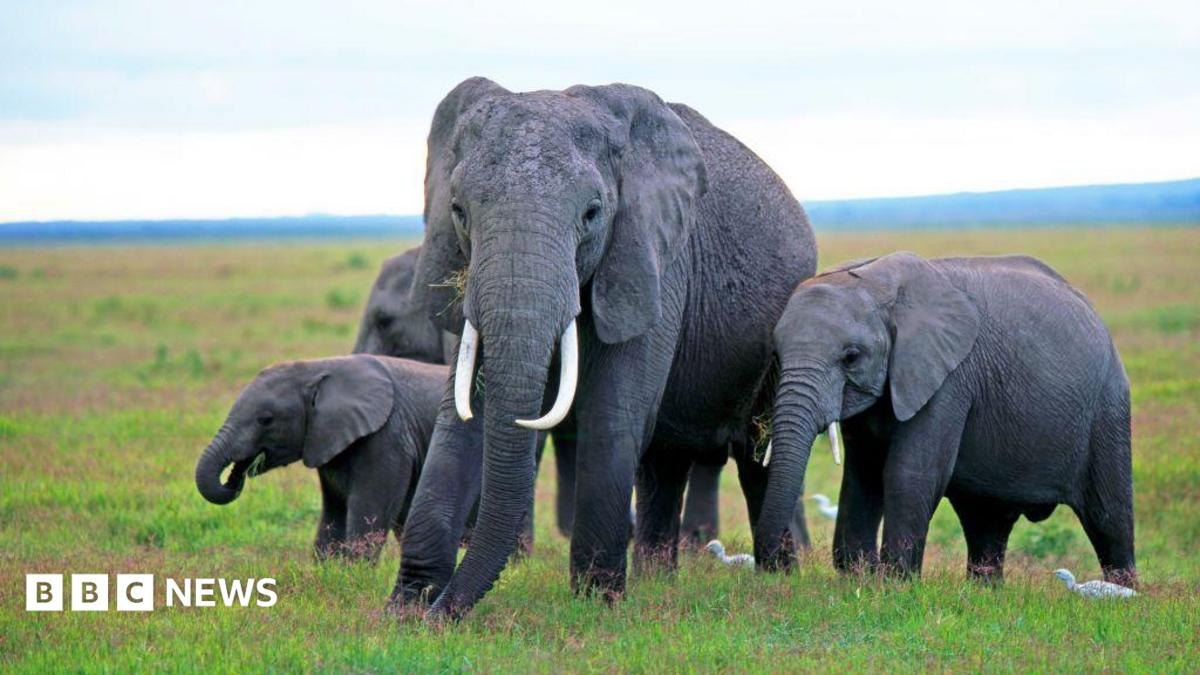 Dhimashada 15 maroodi oo lala xiriiriyay sunta ugaarsadeha ee u dhow Amboseli