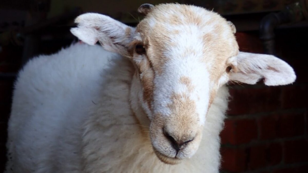 Qoraallada Dhaqanka ee Dabacsan: Qorraxda Sheeppox-ka ee 3,500 Sano