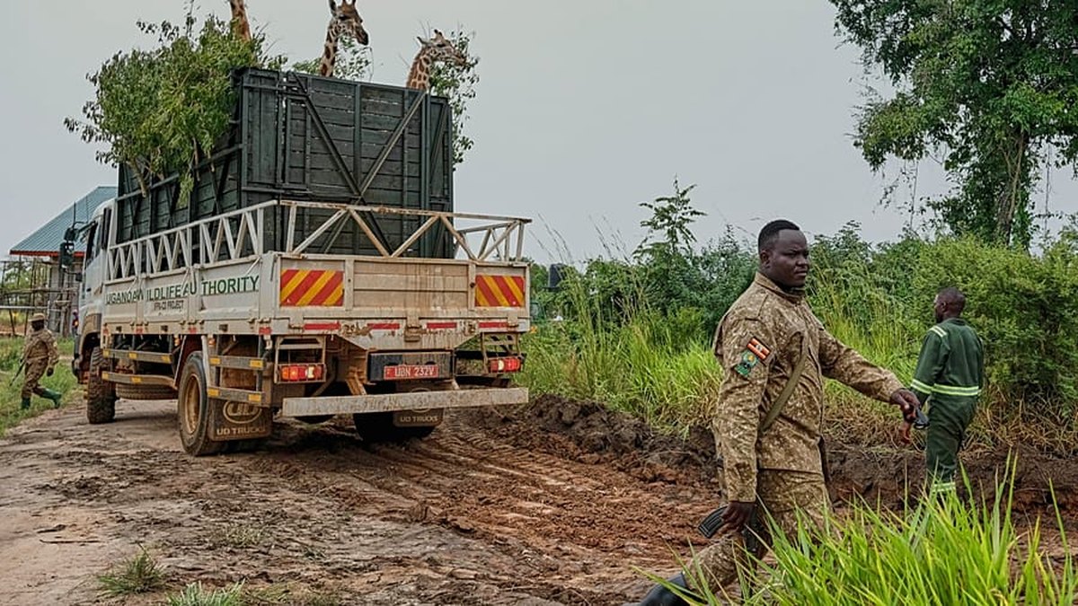 Uganda waxay guurisay 12 neef oo Giraan-Nubian ah oo dhammaatay khatarta