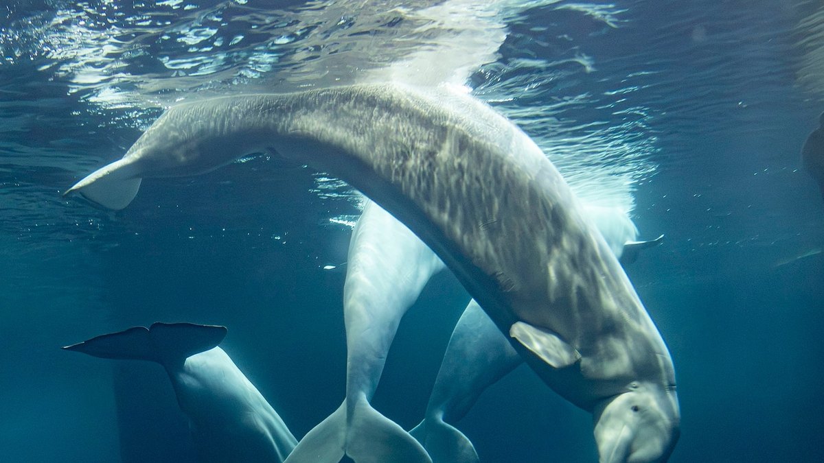 Lab Beluga oo kale ayaa ku dhimatay Shedd Aquarium ee Chicago, kuwaas oo ka mid ah kuwa laga soo qaaday Canada
