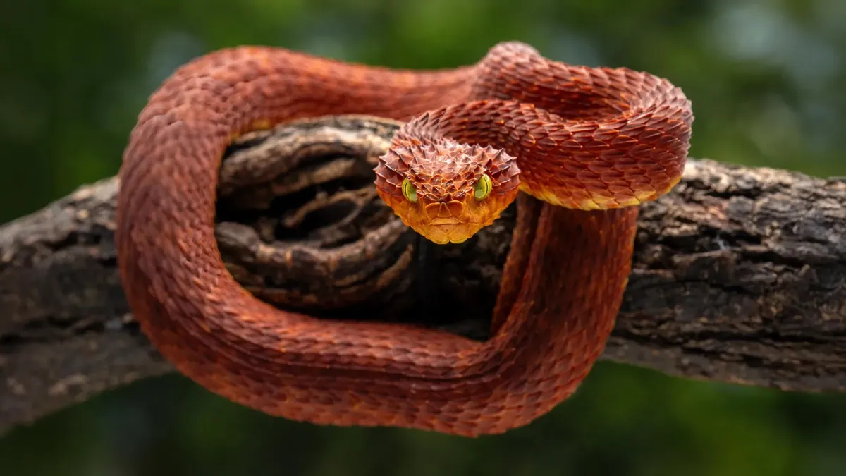 Wararka: Scientists discover a powerful new antivenom hidden in rat…
